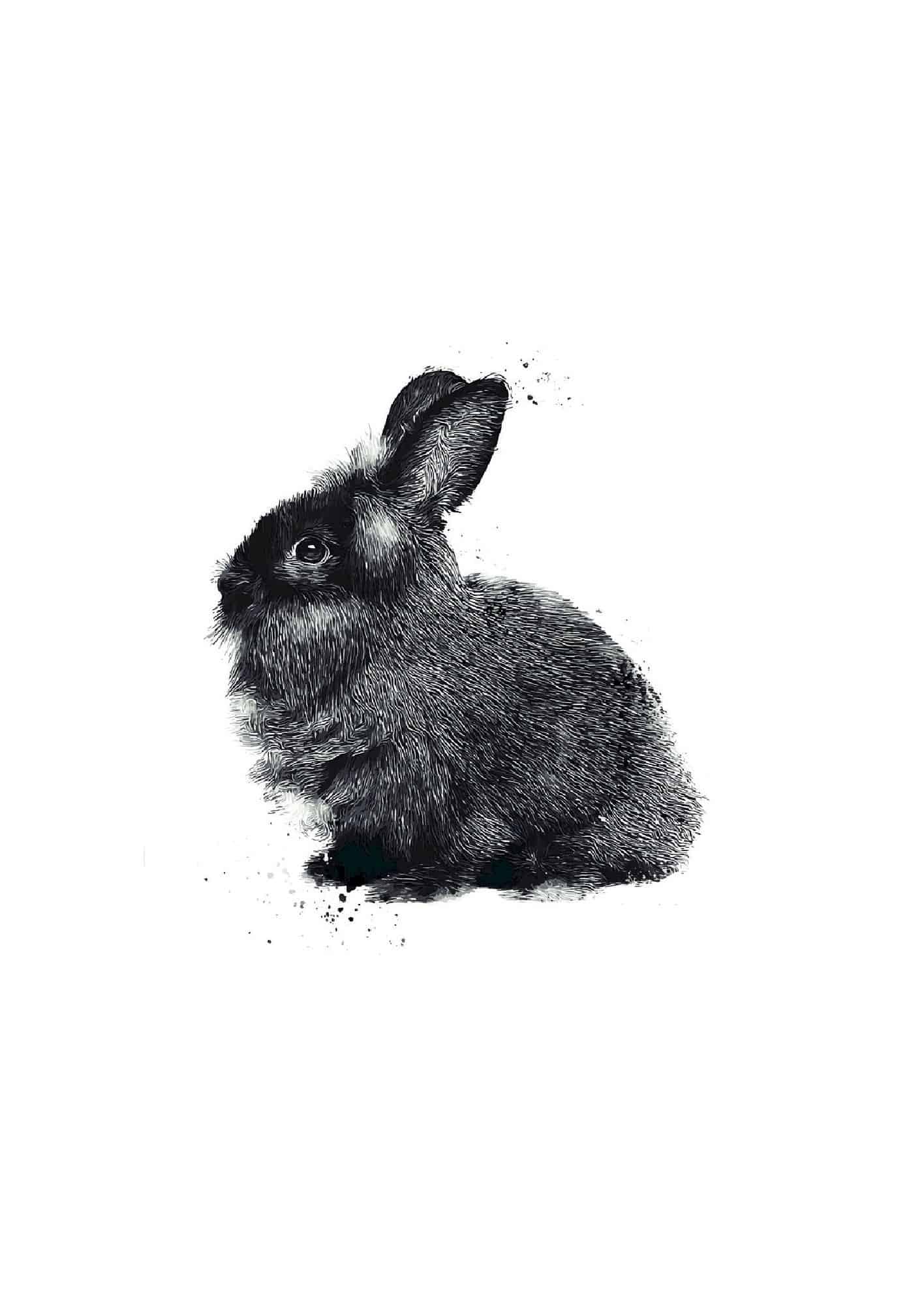 animal posters